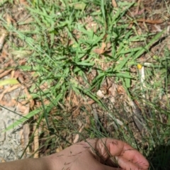 Eragrostis curvula at Florey, ACT - 18 Jan 2024 01:55 PM