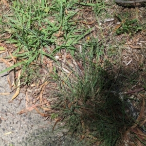 Eragrostis curvula at Florey, ACT - 18 Jan 2024 01:55 PM