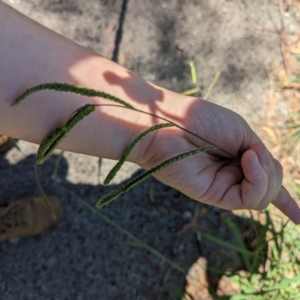 Paspalum dilatatum at Florey, ACT - 18 Jan 2024