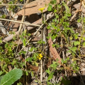 Oxalis exilis at Florey, ACT - 18 Jan 2024 01:56 PM