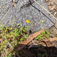 Oxalis exilis at Florey, ACT - 18 Jan 2024 01:56 PM