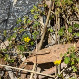 Oxalis exilis at Florey, ACT - 18 Jan 2024 01:56 PM