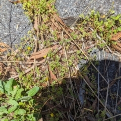 Oxalis exilis at Florey, ACT - 18 Jan 2024 01:56 PM