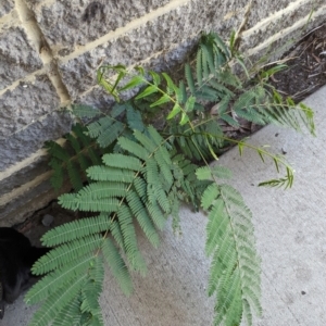 Acacia sp. at Florey, ACT - 18 Jan 2024 01:56 PM