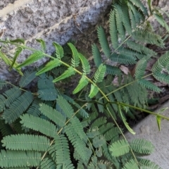 Acacia sp. at Florey, ACT - 18 Jan 2024 01:56 PM