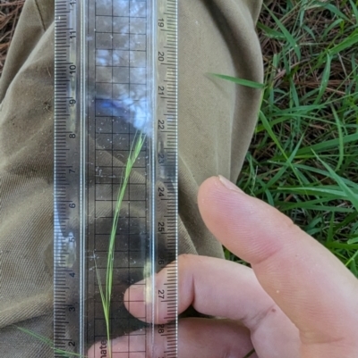 Microlaena stipoides (Weeping Grass) at Florey, ACT - 18 Jan 2024 by rbannister