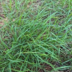 Microlaena stipoides at Florey, ACT - 18 Jan 2024