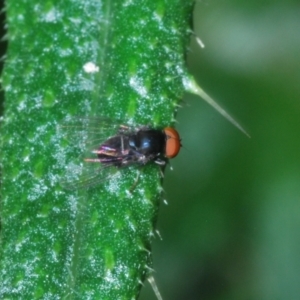 Lindneromyia sp. at Mount Taylor - 15 Jan 2024 03:22 PM