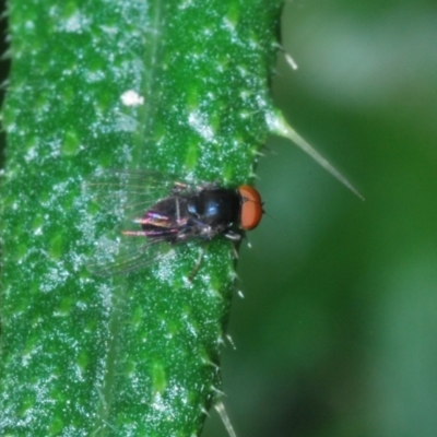 Lindneromyia sp. (Flat-footed fly) at Mount Taylor - 15 Jan 2024 by Harrisi