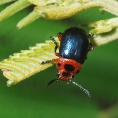 Calomela moorei (Acacia Leaf Beetle) at Kambah, ACT - 15 Jan 2024 by Harrisi