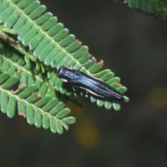Agrilus hypoleucus (Hypoleucus jewel beetle) at Mount Taylor - 15 Jan 2024 by Harrisi