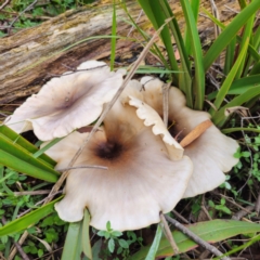 Omphalotus nidiformis (Ghost Fungus) at South East Forest National Park - 18 Jan 2024 by Csteele4