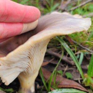 Omphalotus nidiformis at South East Forest National Park - 18 Jan 2024