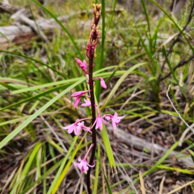 Dipodium roseum (Rosy Hyacinth Orchid) at Nunnock Swamp - 18 Jan 2024 by Csteele4