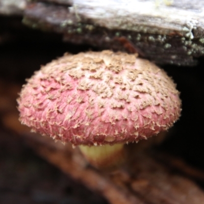 Boletellus emodensis (Boletellus emodensis) at South East Forest National Park - 18 Jan 2024 by Csteele4