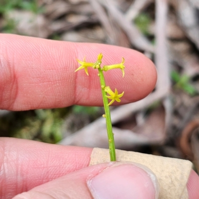 Stackhousia viminea (Slender Stackhousia) at Nunnock Swamp - 18 Jan 2024 by Csteele4