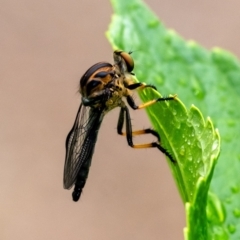 Ommatius coeraebus (a robber fly) at Penrose - 17 Jan 2024 by Aussiegall