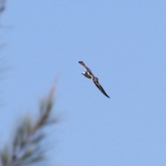 Chlidonias leucopterus (White-winged Black Tern) at Fyshwick, ACT - 18 Jan 2024 by RodDeb