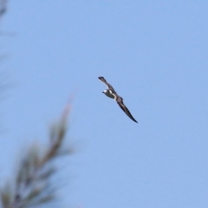 Chlidonias leucopterus at Jerrabomberra Wetlands - 18 Jan 2024