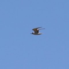 Chlidonias leucopterus at Jerrabomberra Wetlands - 18 Jan 2024