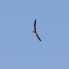 Chlidonias leucopterus at Jerrabomberra Wetlands - 18 Jan 2024