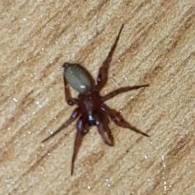 Dysdera crocata at  - suppressed by JX