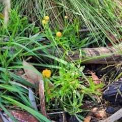 Coronidium monticola at Glen Allen, NSW - 18 Jan 2024