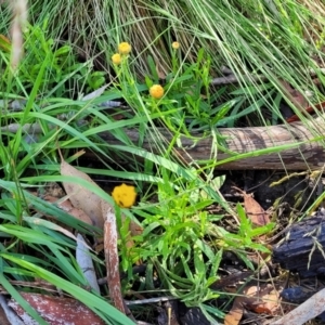 Coronidium monticola at Glen Allen, NSW - 18 Jan 2024