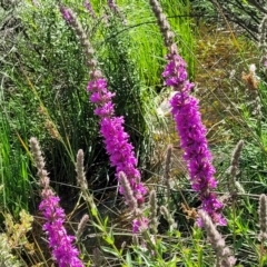 Lythrum salicaria (Purple Loosestrife) at Glen Allen, NSW - 18 Jan 2024 by trevorpreston