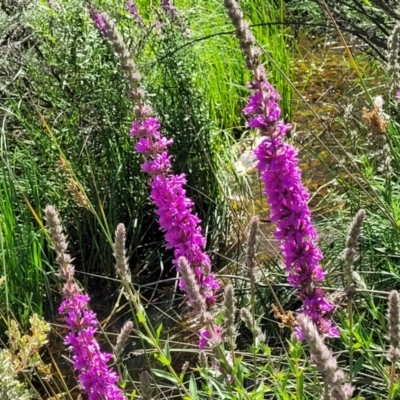 Lythrum salicaria (Purple Loosestrife) at Glen Allen, NSW - 18 Jan 2024 by trevorpreston