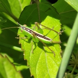 Conocephalus semivittatus at Glen Allen, NSW - 18 Jan 2024