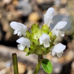 Prunella vulgaris (Self-heal, Heal All) at Glen Allen, NSW - 18 Jan 2024 by trevorpreston