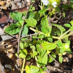 Prunella vulgaris at Glen Allen, NSW - 18 Jan 2024