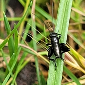 Grylloidea (superfamily) at Glen Allen, NSW - 18 Jan 2024