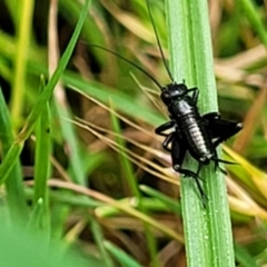 Grylloidea (superfamily) at Glen Allen, NSW - 18 Jan 2024 10:54 AM