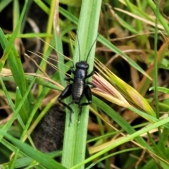 Grylloidea (superfamily) at Glen Allen, NSW - 18 Jan 2024 10:54 AM