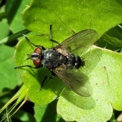 Tachinidae (family) (Unidentified Bristle fly) at Glen Allen, NSW - 17 Jan 2024 by trevorpreston