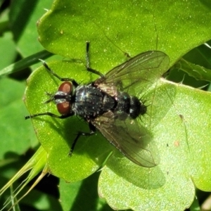 Tachinidae (family) at Glen Allen, NSW - 18 Jan 2024