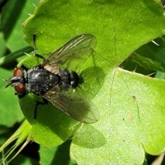 Tachinidae (family) at Glen Allen, NSW - 18 Jan 2024