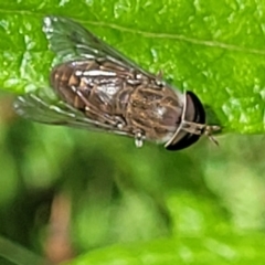 Unidentified True fly (Diptera) at Bemboka, NSW - 17 Jan 2024 by trevorpreston