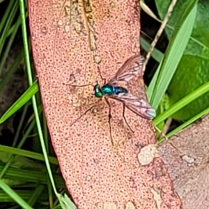 Dolichopodidae (family) at Glenbog State Forest - 18 Jan 2024 10:48 AM
