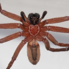 Unidentified Huntsman spider (Sparassidae) at Wellington Point, QLD - 18 Jan 2024 by TimL