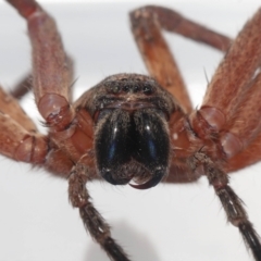 Heteropoda jugulans (Brown Huntsman Spider) at Wellington Point, QLD - 18 Jan 2024 by TimL