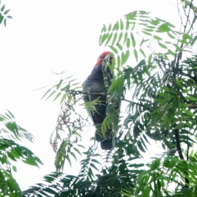 Callocephalon fimbriatum (Gang-gang Cockatoo) at Broulee, NSW - 18 Jan 2024 by Gee