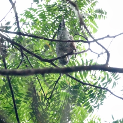 Callocephalon fimbriatum (Gang-gang Cockatoo) at Broulee, NSW - 18 Jan 2024 by Gee