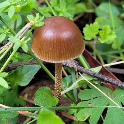 Unidentified Cap on a stem; gills below cap [mushrooms or mushroom-like] at Bemboka, NSW - 18 Jan 2024 by trevorpreston