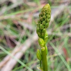 Bulbine bulbosa (Golden Lily) at Glenbog State Forest - 17 Jan 2024 by trevorpreston