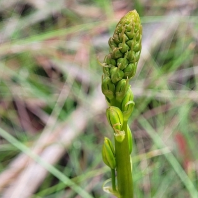 Bulbine bulbosa (Golden Lily) at Glenbog State Forest - 17 Jan 2024 by trevorpreston