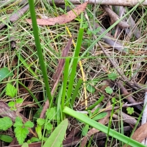 Bulbine bulbosa at Glenbog State Forest - 18 Jan 2024 10:36 AM