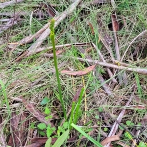 Bulbine bulbosa at Glenbog State Forest - 18 Jan 2024 10:36 AM